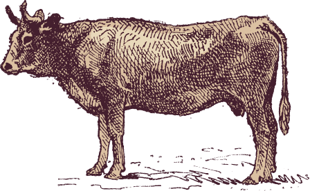 Etched cow