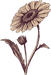 Etched flower