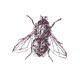 Etched fly